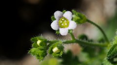Eucrypta chrysanthemifolia bipinnatifida
