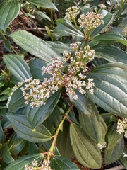 Viburnum davidii