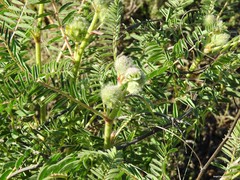 Astragalus alopecuroides