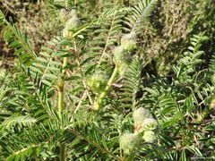 Astragalus alopecuroides