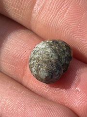 Littorina brevicula