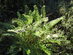 Astragalus alopecuroides