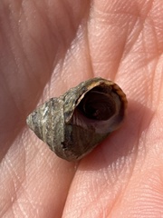 Littorina brevicula