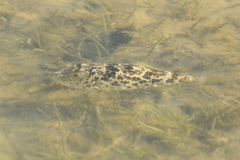 Sphoeroides greeleyi