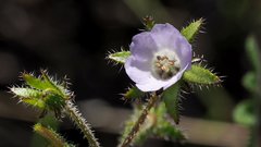 Pholistoma auritum arizonicum
