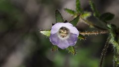 Pholistoma auritum arizonicum