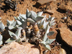 Crassula deltoidea
