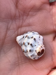 Rapaninae