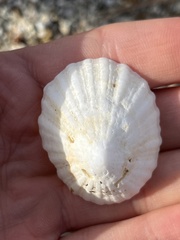 Niveotectura pallida