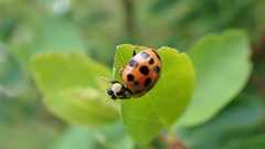 Harmonia axyridis