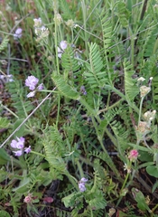 Biserrula pelecinus