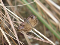 Chiomara basigutta