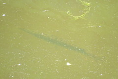 Lepisosteus platyrhincus