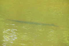 Lepisosteus platyrhincus