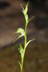 Pterostylis daintreana