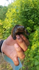 Chelydra acutirostris