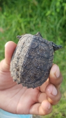 Chelydra acutirostris