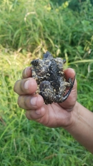 Chelydra acutirostris