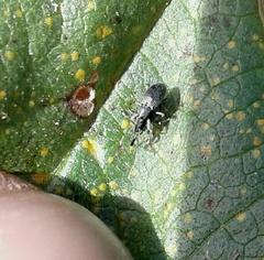 Malvapion malvae
