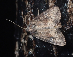 Mesapamea fractilinea