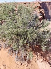 Eriogonum heermannii