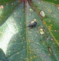 Malvapion malvae