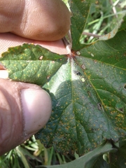 Malvapion malvae
