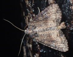 Mesapamea fractilinea