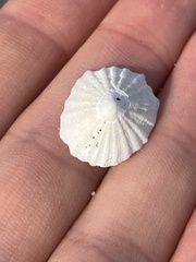 Niveotectura pallida