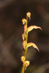 Genoplesium rufum