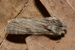 Dicranura ulmi