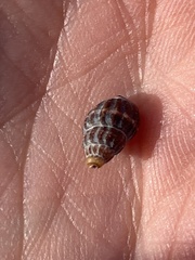 Nassarius fraterculus