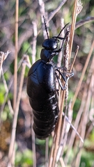 Berberomeloe tenebrosus