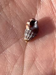 Nassarius fraterculus