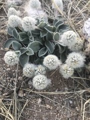Gomphrena caespitosa