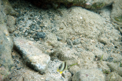 Coryphopterus dicrus