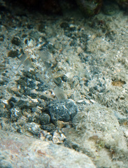 Coryphopterus dicrus