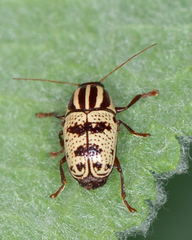 Cryptocephalus leucomelas