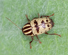 Cryptocephalus leucomelas