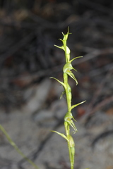 Pterostylis daintreana
