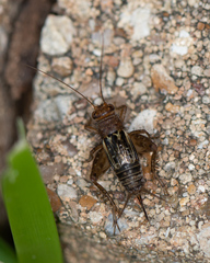 Neonemobius mormonius