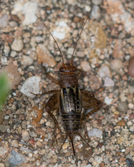 Neonemobius mormonius
