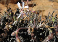 Pelargonium alternans alternans