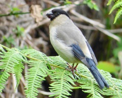 Pyrrhula murina