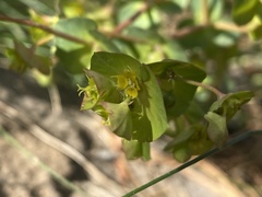 Euphorbia crenulata