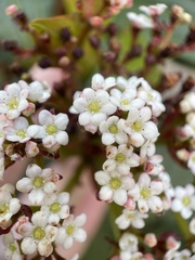 Viburnum davidii