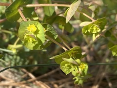 Euphorbia crenulata