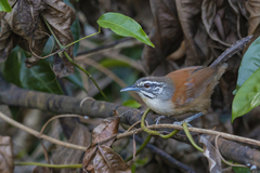 Pheugopedius genibarbis
