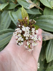 Viburnum davidii