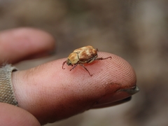 Hoplia trifasciata